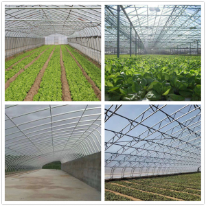 Chinese wholesale China Galvanized Square Steel Pipe 90*50 Used for Greenhouse Structure